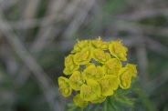 Euphorbia-cyparissias-18-04-2011-7139