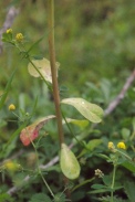 Euphorbia-helioscopia-12-08-2011-4474