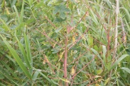 Euphorbia-palustris-15-07-2011-2454