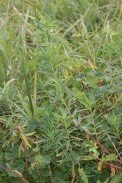 Euphorbia-palustris-15-07-2011-2457