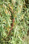 Euphorbia-palustris-29-06-2011-0570