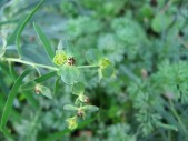 Euphorbia-segetalis-13-09-2008-018