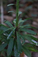 Euphorbia-sylvatica-28-07-2011-3582