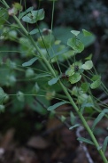 Euphorbia-sylvatica-28-07-2011-3583