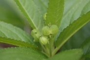 Mercurialis-perennis-05-05-2010-7936