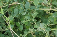 Astragalus-glycyphyllos-01-07-2009-7460