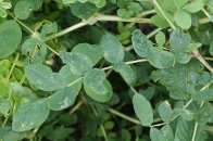 Astragalus-glycyphyllos-01-07-2009-7461