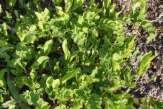 Astragalus-glycyphyllos-24-04-2009-1509