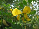 Colutea-arborescens-fleurs2-10-07-2008