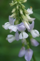 Galega-officinalis-01-07-2009-7301