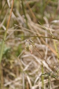 Hippocrepis-comosa-02-06-2011-9196