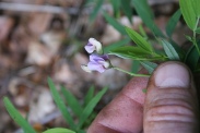 Lathyrus-linifolius-21-08-2011-4852