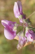 Lathyrus-odoratus-30-06-2010-1373