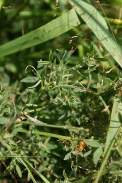 Lathyrus-pratensis-07-07-2009-8735