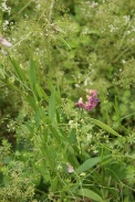 Lathyrus-sylvaticus-17-07-2011-2744