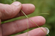 Lathyrus-sylvaticus-17-07-2011-2765