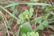 Medicago-arabica-06-08-2010-4236