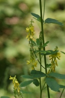 Melilotus-officinalis-01-07-2009-6939