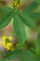 Melilotus-officinalis-01-07-2009-6945