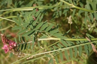 Onobrychis-viciifolia-13-06-2009-4958
