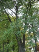 Robinia-pseudoacacia-09-09-200-020