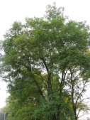 Robinia-pseudoacacia-09-09-2008-019