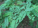 Robinia-pseudoacacia2