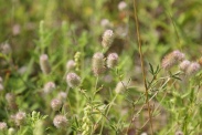 Trifolium-arvense-21-07-2011-2869
