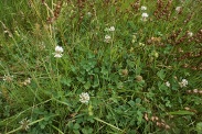 Trifolium-elegans-07-07-2009-8902