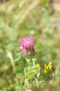 Trifolium-medium-29-06-2010-1225