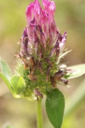 Trifolium-medium-29-06-2010-1237