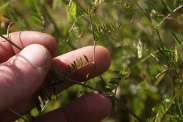 Vicia-hirsuta-18-05-2011-8461