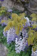 Wisteria-sinensis-09-05-2009-2135