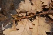 Quercus-pedunculata-05-10-2011-5593