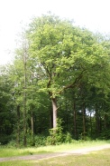 Quercus-pedunculata-28-05-2009-2904