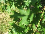 Quercus-rubra-2602