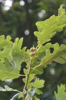 Quercus-sessiliflora-13-06-2009-4821