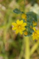 Blackstonia-perfoliata-02-07-2009-7885