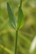 Centaurium-erythraea-29-06-2010-1087