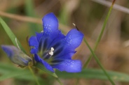 Gentiana-pneumonanthe-21-09-2011-5383