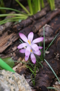 Crocus-chrysanthus-16-02-2020-3422