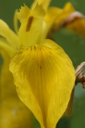Iris-pseudoacorus-06-06-2009-3903