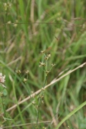 Juncus-articulatus-12-07-2011-1775