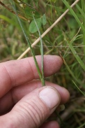 Juncus-articulatus-12-07-2011-1776