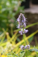 Agastache-foeniculum-05-07-2009-8271