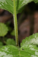 Lamium-galeobdolon-argentatum-22-05-2010-8310