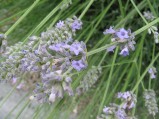 Lavandula-angustifolia4