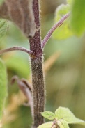Mentha-longifolia-30-07-2010-3322