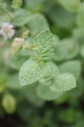 Mentha-suaveolens-27-07-2011-3704