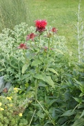 Monarda-didyma-05-07-2009-8280